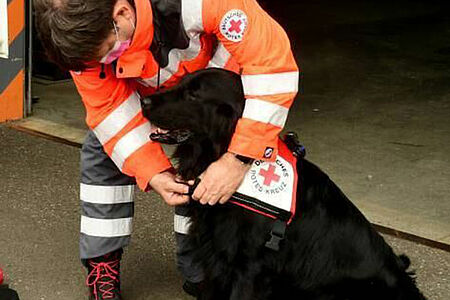 Das Anlegen des Einsatzgeschirrs signalisiert dem Hund: Gleich geht’s los. © Schwindtner